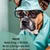 Vetrock Veterinarias