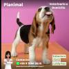 Veterinario A Domicilio Planimal